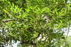 Cocculus laurifolius